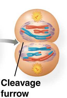Telophase I and cytokinesis