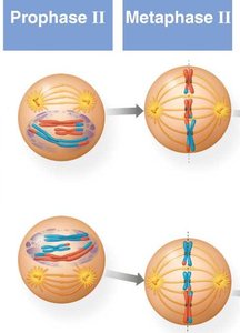 Prophase II and Metaphase II