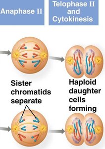 Anaphase II and Telophase II