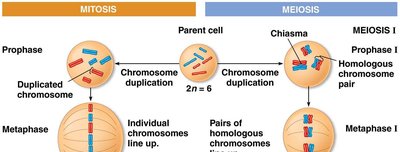 Mitosis vs. meiosis visual summary