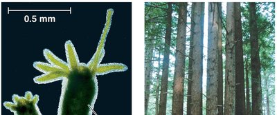 Hydra budding and redwood clonal growth
