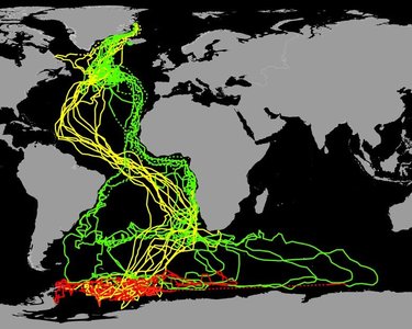 Arctic Tern migration routes on a world map