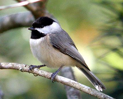 Red-eyed Vireo (migrant)