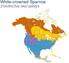 White-crowned Sparrow migration map