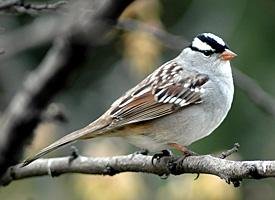 White-crowned Sparrow (example of migratory/resident split)