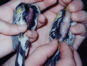 Birds with visible fat stores before migration