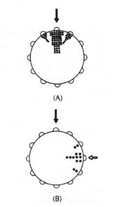 Sun symbol (solar compass)