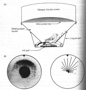 Leach's Storm-Petrel (olfactory navigation)