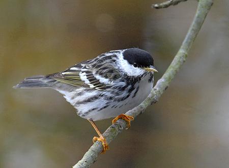Blackpoll Warbler perched on a branch