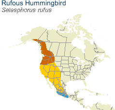 Rufous Hummingbird migration map