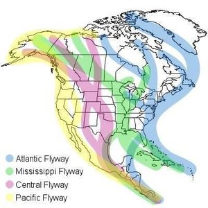 Major migratory flyways in North America