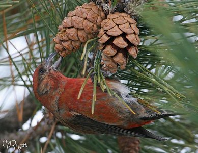 Crossbill feeding on pine cones (example of nomadic wanderer)