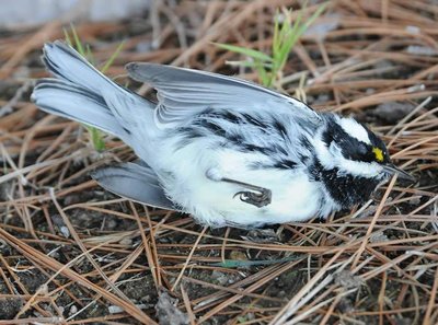 Dead warbler, illustrating migration mortality