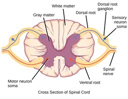 Cross section of spinal cord showing dorsal and ventral roots