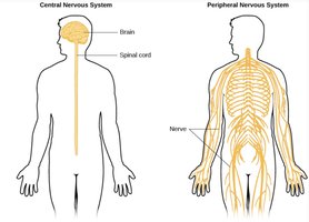 Diagram showing the central and peripheral nervous systems in the human body
