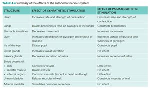 Table summarizing effects of sympathetic and parasympathetic stimulation