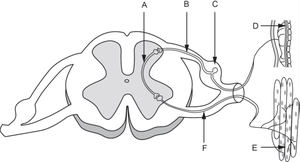 Diagram of a reflex arc with labeled neurons