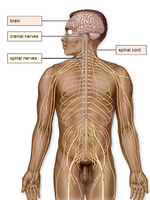 Labeled diagram of cranial and spinal nerves