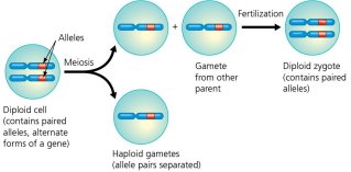 Diagram of Mendel's Law of Segregation showing meiosis and fertilization