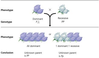 Testcross diagram showing dominant and recessive phenotypes