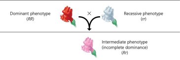 Diagram of incomplete dominance in flower color