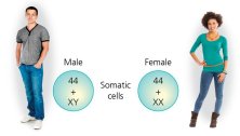 Diagram showing male and female karyotypes