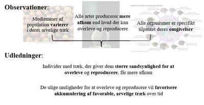 Darwins observationer og udledninger
