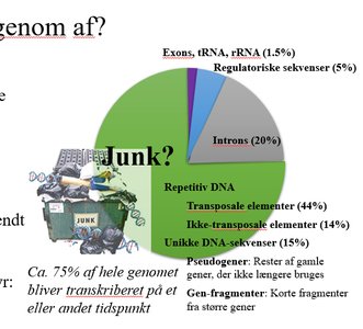 Genomets sammensætning