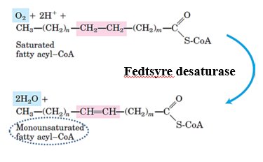 Fedtsyre desaturase reaktion