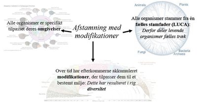 Afstamning med modifikationer og livets træ