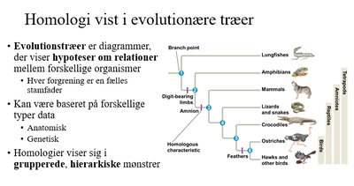 Homologi i evolutionære træer