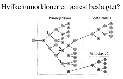Tumorkloners slægtskab