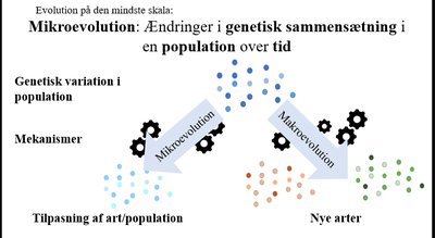 Mikroevolution og makroevolution