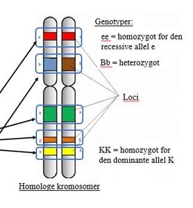 Genotyper og loci på homologe kromosomer