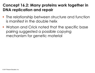 Concept 16.2: Many proteins work together in DNA replication and repair