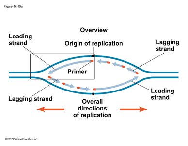 Replication bubble showing leading and lagging strands