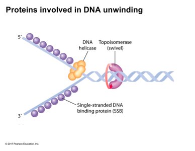 Proteins involved in DNA unwinding