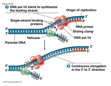 Leading strand synthesis