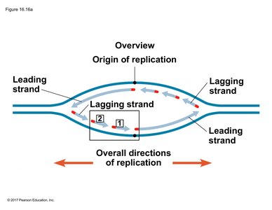 Lagging strand synthesis initiation