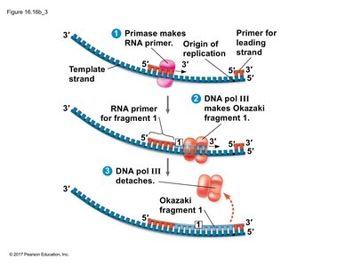 Detachment of DNA pol III after fragment synthesis