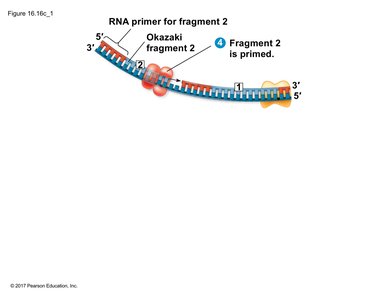 Priming and extension of additional Okazaki fragments