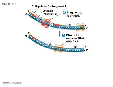 DNA polymerase I replaces RNA with DNA