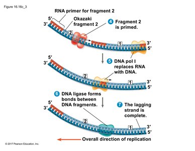 DNA ligase joins DNA fragments