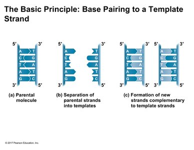 Base pairing to a template strand