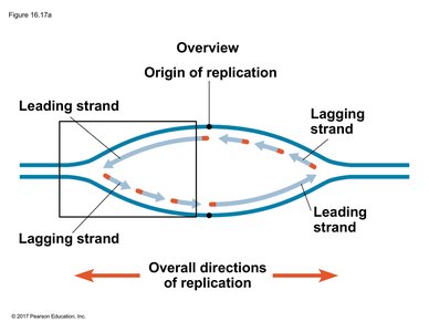 Replication bubble overview