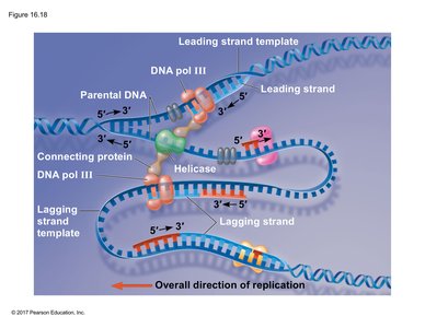 DNA replication machine (replisome)