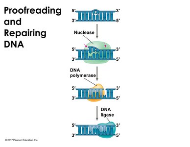 Proofreading and repairing DNA