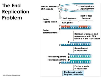 The end replication problem