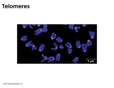 Telomeres visualized on chromosomes