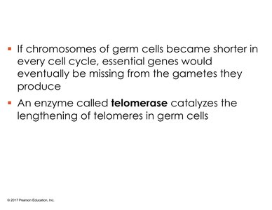 Telomerase function in germ cells